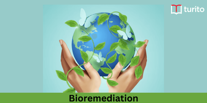 Bioremediation