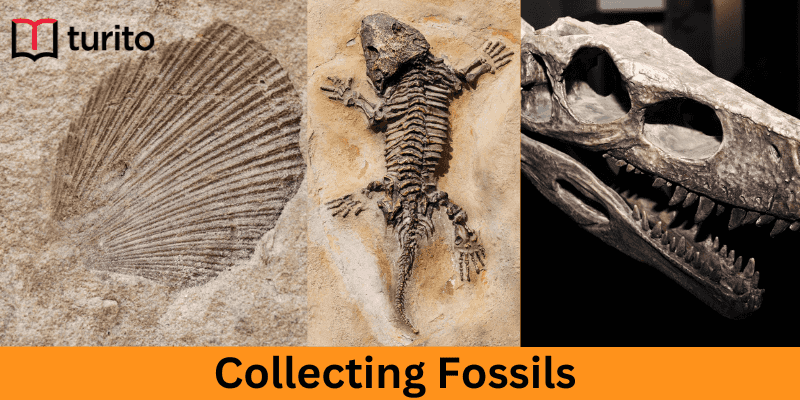 Collecting Fossils