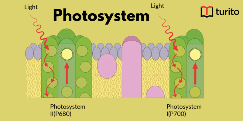 Photosystem