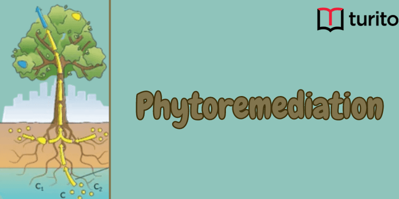 Phytoremediation