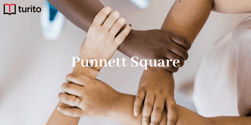 Punnett square