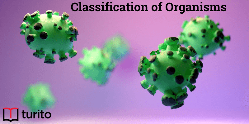 classification-of-organisms