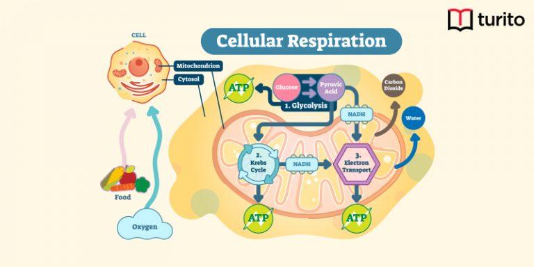 Cellular respiration