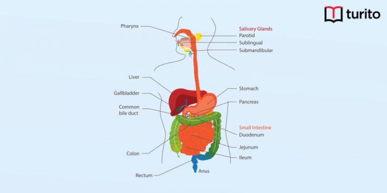 Human Digestive System