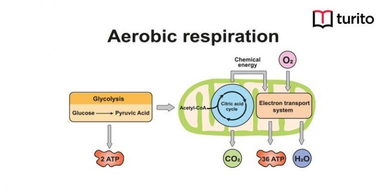 aerobic respiration